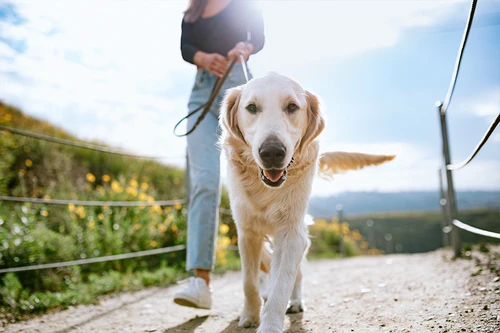Happy dog with owner in Fort Wayne