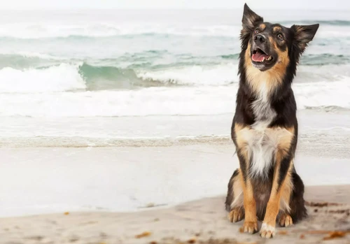 Dog at veterinarian in Fort Wayne