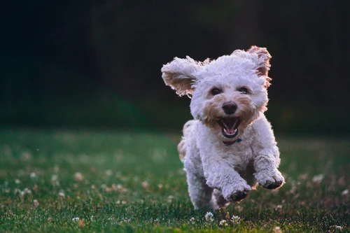Dog playing in a Fort Wayne park